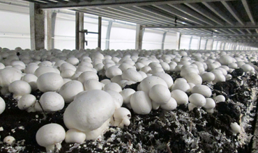 Mushroom Cultivation Technology